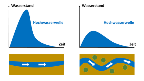 Zwei Diagramme sind nebeneinander angeordnet. y-Achse ist der Wasserstand, x-Achse ist die Zeit. Bei der linken Grafik verläuft eine Kurve (Hochwasserwelle) sehr spitz und steil. Bei dem rechten Diagramm verläuft die Welle gedämpft und langezogen. Der Unterschied zwischen begradigt (links) und renaturiert (rechts) soll dabei verdeutlicht werden.